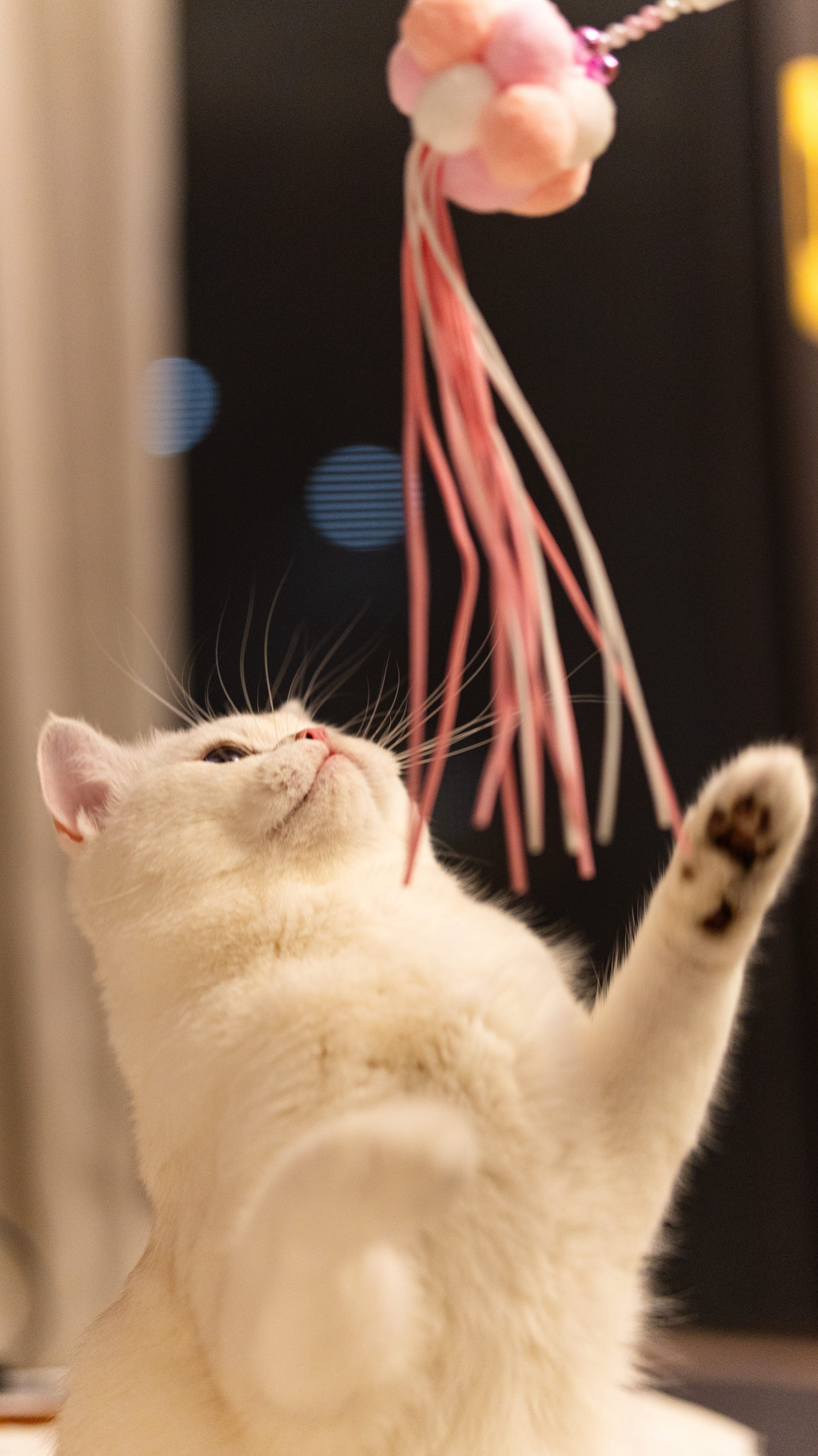 MyCat6